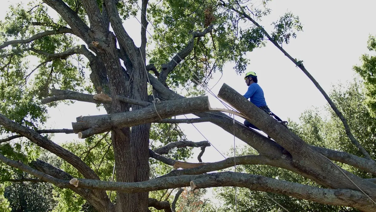 Professional Crown Thinning performed by certified arborists in Blue River