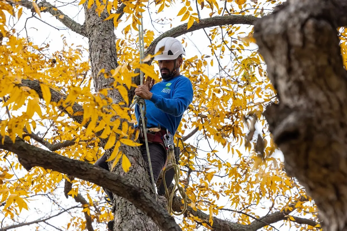 Skilled Storm Damage Cleanup crew working in Blue River
